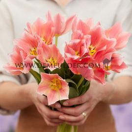 Tulipa Albert Heijn 11/12 (x250)