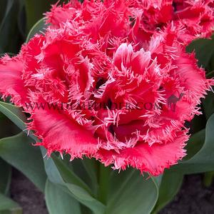 Tulipa Bendigo 11/+ (x250)