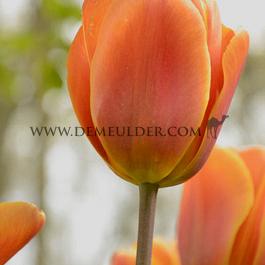 Tulipa Brown Sugar 12/+ (x250)