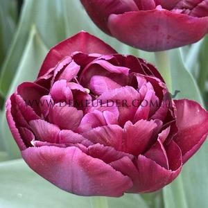 Tulipa Canyon 12/+ (x250)