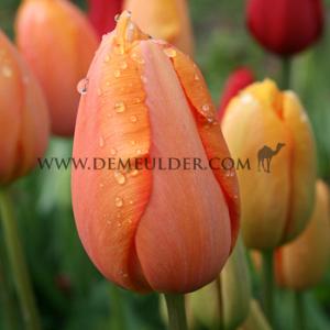 Tulipa Dordogne 12/+ (x250)