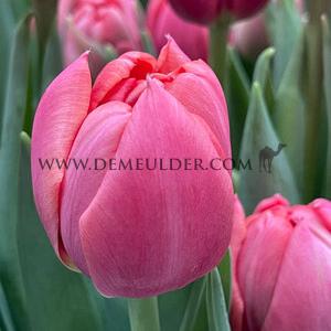 Tulipa Etched Salmon 12/+ (x250)