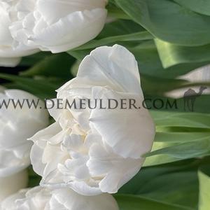 Tulipa Galileo 12/+ (x250)