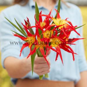 Tulipa Go Go Red 12/+ (x250)