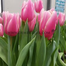 Tulipa Kadima 12/+ (x250)