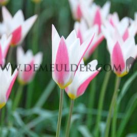 Tulipa Lady Jane 6/+ (x250)