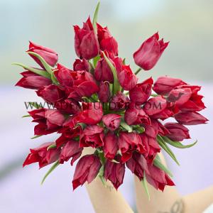 Tulipa Lasting Love 12/+ (x250)
