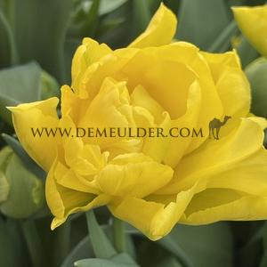 Tulipa Limousine 12/+ (x250)