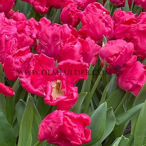 Tulipa Marvel Parrot 12/+ (x250)
