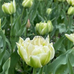 Tulipa Northcap 12/+ (x250)