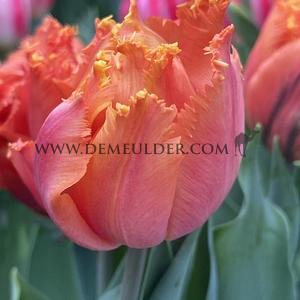 Tulipa Orange Passion 12/+ (x250)
