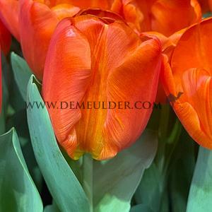 Tulipa Orange Sherpa 12/+ (x250)