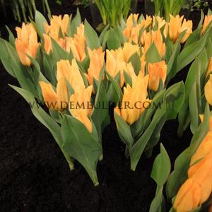 Tulipa Preastans Shogun 7/8 (x250)