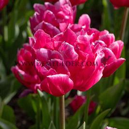 Tulipa Queen Jewel 11/12 (x250)
