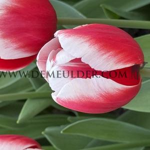 Tulipa Timeless 12/+ (x250)