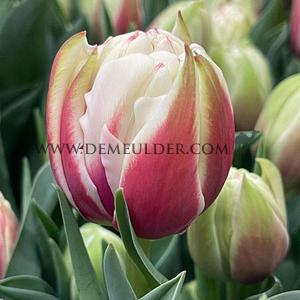 Tulipa Vermont 12/+ (x250)