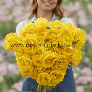 Tulipa Vulcan d'Or 12/+ (x250)