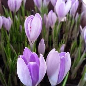 Crocus Vernus Vanguard 9/10 (x250)