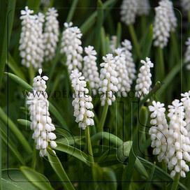 Muscari Botryoides Album Botryoides 5/6 (x250)