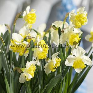 Narcissus Bella Estrella 10/12 (x250)