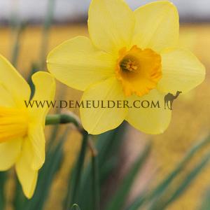 Narcissus Dellan 14/16 (x250)