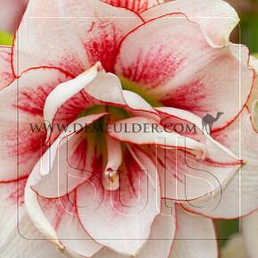 Amaryllis Elvas 30/32 (x10)