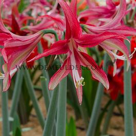 Amaryllis Quito 30/32 (x10)