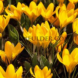 Crocus Dorothy 5/+ (x250)