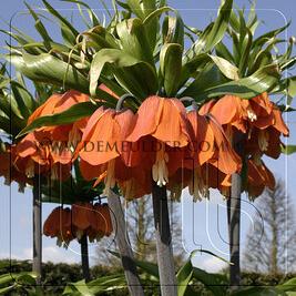 Fritillaria Red Beauty 20/24 (x 25)