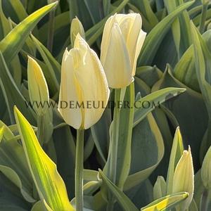 Tulipa Purissima Blonde 12/+ (x250)