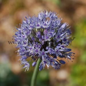 Allium Caeruleum (azureum) 4/+ (x250)