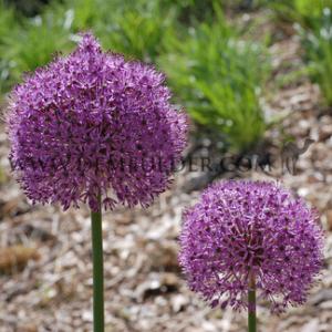 Allium Gladiator, 20/+ (25x)