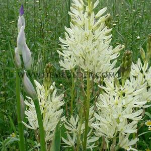 Camassia Leichtlinii Alba 14/+ (x 50)