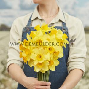 Narcisses Bright Jewel Large cupped 14/16 (x250)