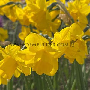 Narcisses Quail Jonquilla And Apodanthus Z12/14 (x250)