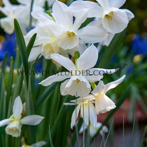 Narcissus Thalia Z12/14 (x 250)