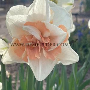 Narcissus Delnashaugh, Collar Group, 14/16 (x250)