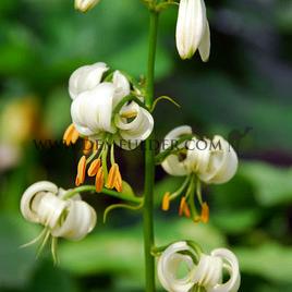 Lilium Martagon Var Album I (x 25)