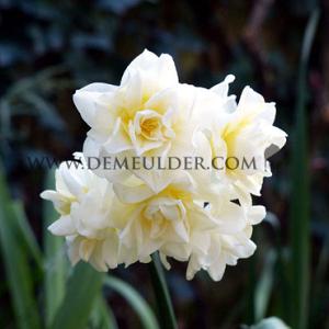 Narcissus Erlicheer Z15/17 (x 250)