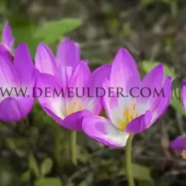 Colchicum Lilac Wonder 20/+ (x 25)