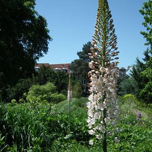 Eremurus Robustus I (10x)