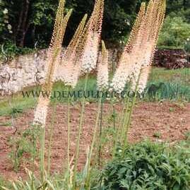 Eremurus Shelford Hybriden I (x 10)