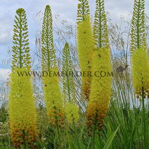 Eremurus Stenophyllus, I (10x)