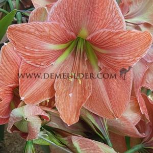 Amaryllis Terra Cotta Star 30/32 (x 10)