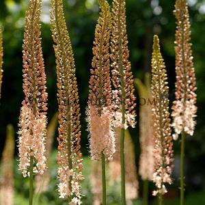 Eremurus Romance I (x 10)