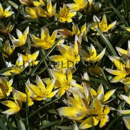 Tulipa tarda 8/+ (x250)