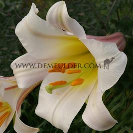 Lilium Regale 20/22 (x 25)