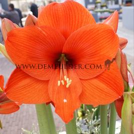 Amaryllis Orange 30/32 (x 10)