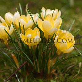 Crocus Romance 5/+ (x250)