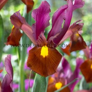 Iris Red Ember 8/+ (x 250)